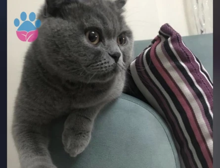 Scotish fold cinsi dişi kedim için eş arıyorum