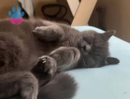British Shorthair 1 Yaşında Eş Arıyor