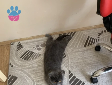 British Shorthair 1 Yaşında Eş Arıyor