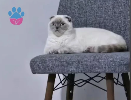 Scottish Fold 4 Yaşında Dişi Kızgınlıkta - 118984143