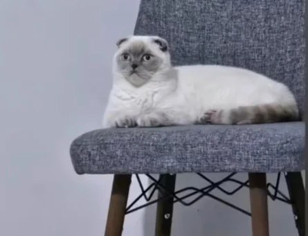 Scottish Fold 4 Yaşında Dişi Kızgınlıkta - 118984143
