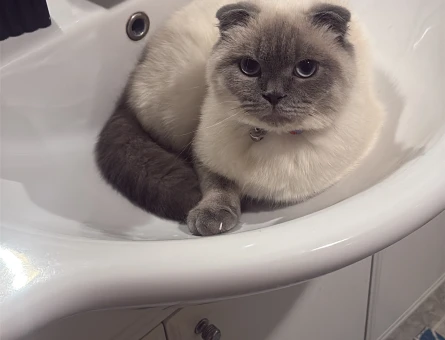 British Shorthair 1 Yaşında Erkek Kızgınlıkta - 118984148
