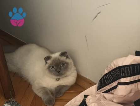 British Shorthair 1 Yaşında Erkek Kızgınlıkta