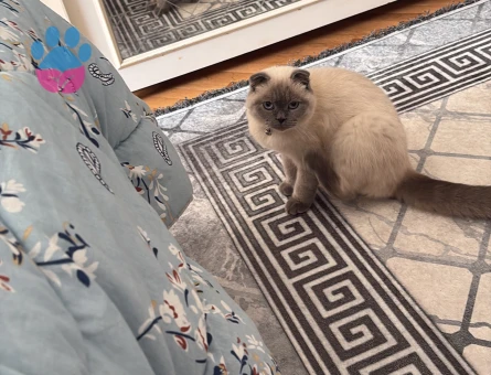British Shorthair 1 Yaşında Erkek Kızgınlıkta