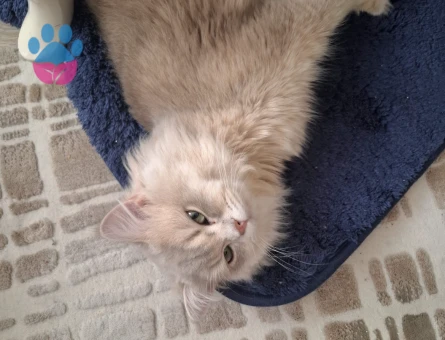 British longhair kedim eş arıyor - 118984151