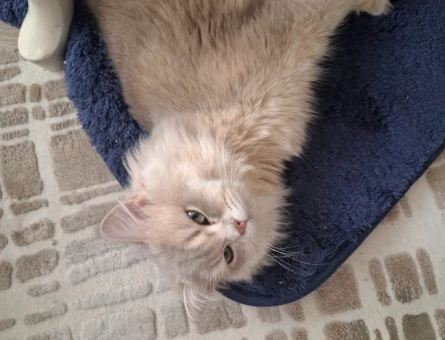 British longhair kedim eş arıyor - 118984151