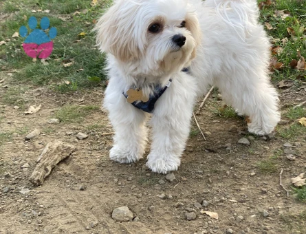 Morkie 5 Yaşında Eş Arıyor