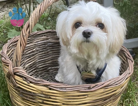 Morkie 5 Yaşında Eş Arıyor