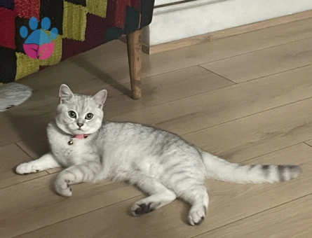 British Shorthair Kedime Eş Arıyorum