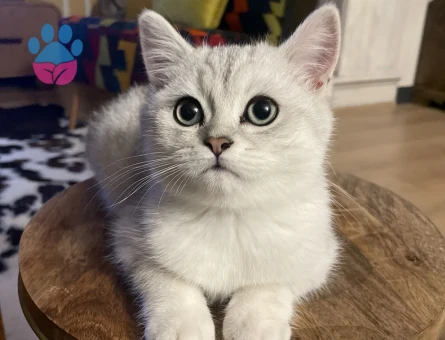 British Shorthair Kedime Eş Arıyorum