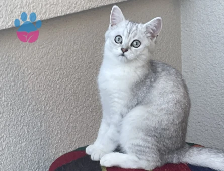 British Shorthair Kedime Eş Arıyorum