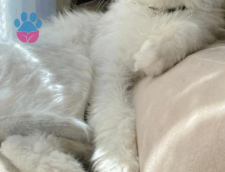 Chinchilla kedimize dişi eş arıyoruz