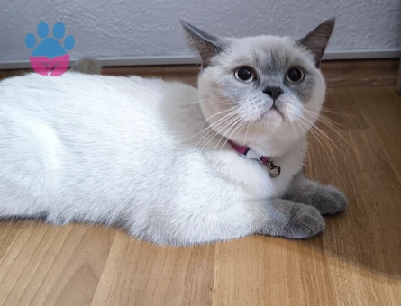 British bluepoint kızımıza damat arıyoruz.