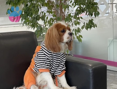 Cavalier King Charles dişi eş aranıyor.