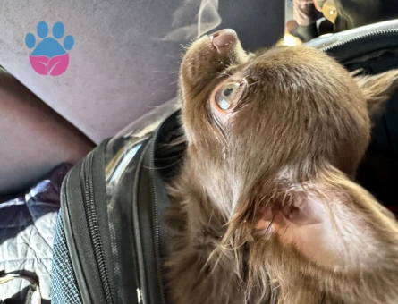 safkan dişi chiuhuahua arıyorum