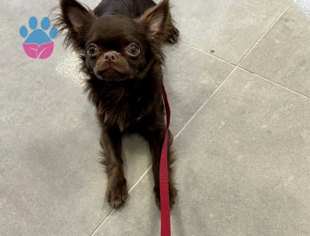 safkan dişi chiuhuahua arıyorum