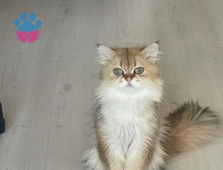 British longhair gold