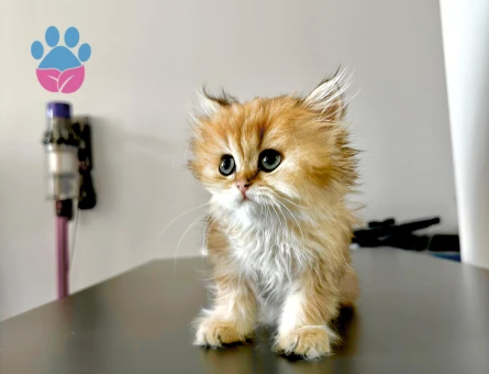 British longhair gold