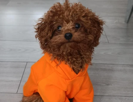 Toy poodle 1 yaşında erkek - 118984458