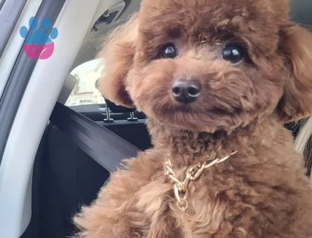 Toy poodle 1 yaşında erkek
