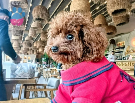 Toy poodle 1 yaşında erkek