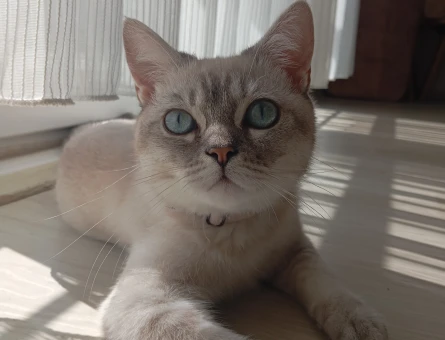 British Shorthair Duman oğlumuza gelin arıyoruz - 118984459