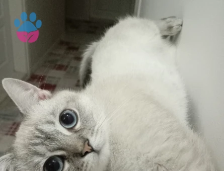 British Shorthair Duman oğlumuza gelin arıyoruz