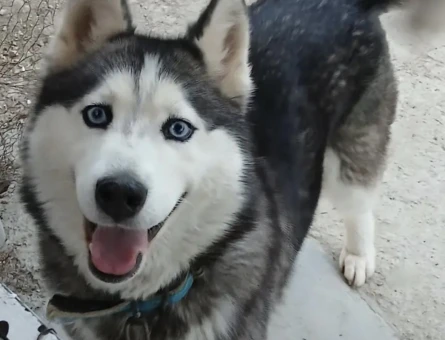 Husky Kızımıza eş arıyoruz - 118984461