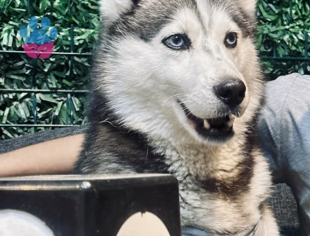 Husky Kızımıza eş arıyoruz