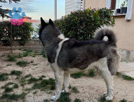 Dişi Amerikan Akita Arıyoruz