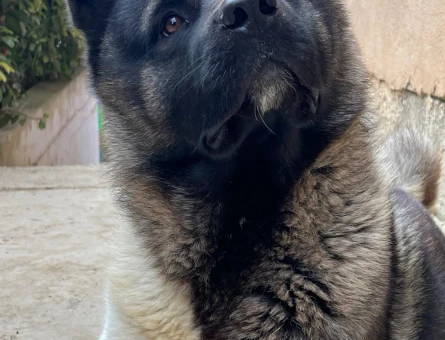 Dişi Amerikan Akita Arıyoruz - 118984462