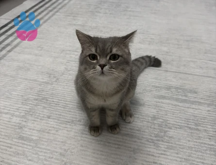 British Shorthair Oğlumuza eş arıyoruz