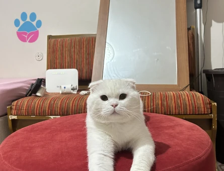 Scottish Fold Oğluma Dişi Arıyorum