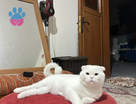 Scottish Fold Oğluma Dişi Arıyorum