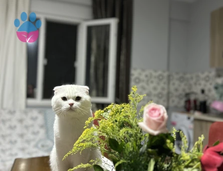 Scottish Fold Oğluma Dişi Arıyorum