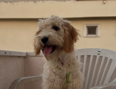 Maltipoo oğluma dişi eş arıyorum. - 118984758