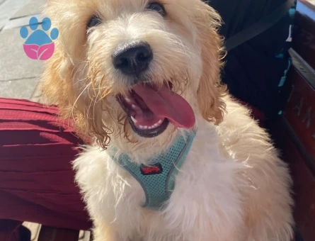 Maltipoo oğluma dişi eş arıyorum.
