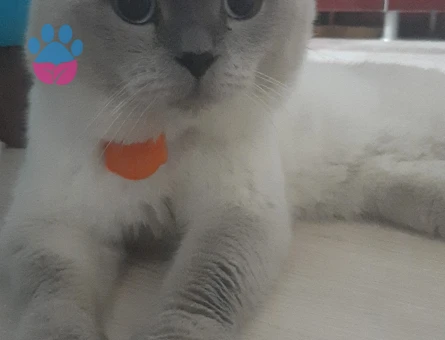 Scottish Fold 2 Yaşında Eş Arıyor
