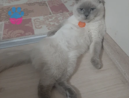Scottish Fold 2 Yaşında Eş Arıyor
