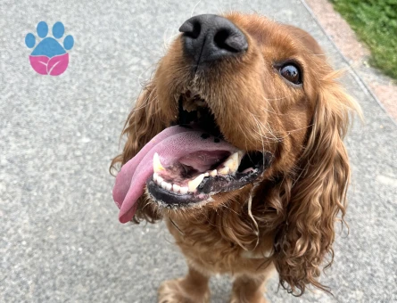Tarçın’a Tatlı Bir Cocker Eşi Arıyoruz