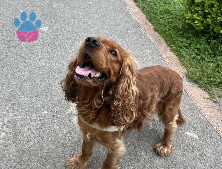 Tarçın’a Tatlı Bir Cocker Eşi Arıyoruz