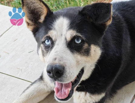 Sibirya kurdu köpeğime eş arıyorum.