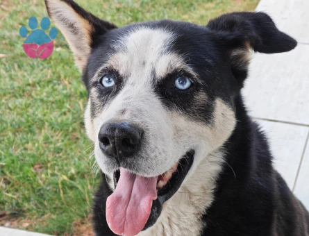 Sibirya kurdu köpeğime eş arıyorum.