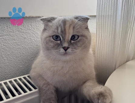 Scottish Fold Liya Eş Arıyor