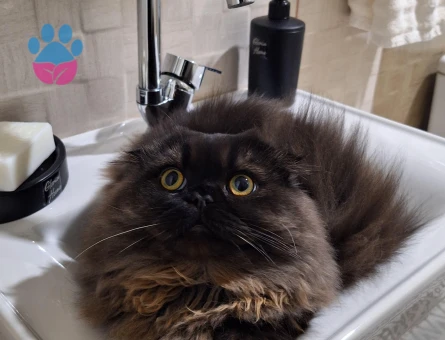 Oğlumuz için eş arıyoruz