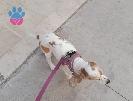 Kızıma eş ariyorum