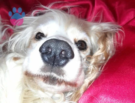 Kızıma eş ariyorum