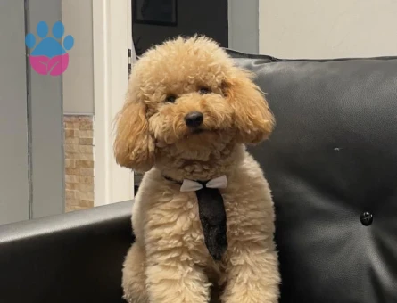 Oğlumuza gelin arıyoruz