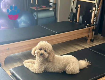 Oğlumuza gelin arıyoruz