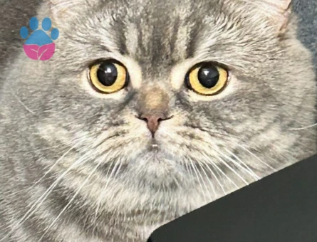 British Shorthair Ceyar 2 Yaşında Eş Arıyorum